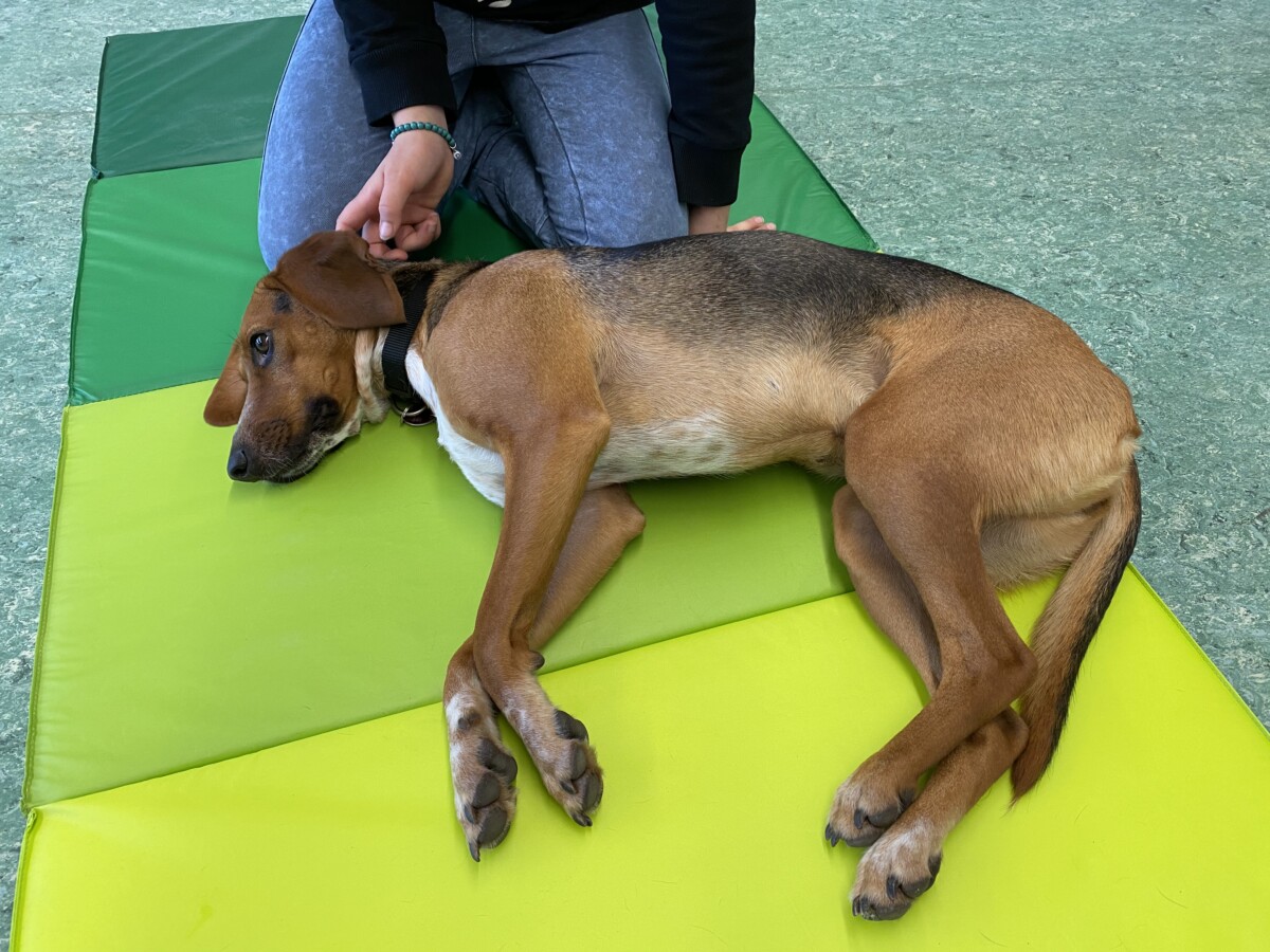 Nika Einzelbesuch Schülerin